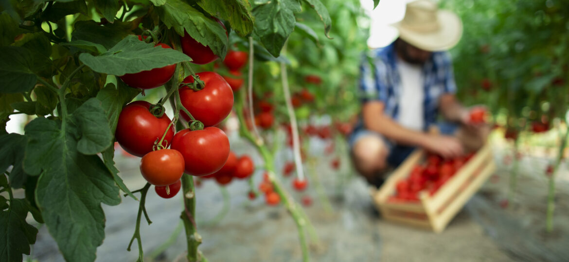 El tomate, el ingrediente infaltable en la gastronomía panameña