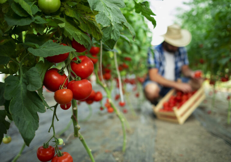 El tomate, el ingrediente infaltable en la gastronomía panameña